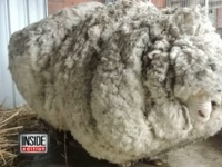 【R.I.P】もふもふ羊のクリス。ギネス世界記録に認定された「世界で最も毛が多い」羊が天命を全うしこの世を去る（オーストラリア）