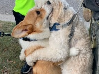 散歩中、出会ったすべての犬をギュっと抱きしめるコーギー犬