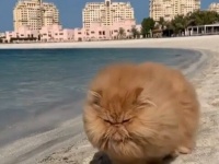 元保護猫のペルシャ猫ゼンさん、ビーチをのしのしと歩くよ。その風貌にしびれる憧れる～！