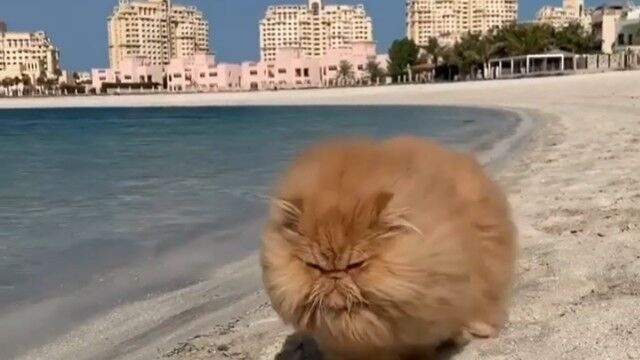 元保護猫のペルシャ猫ゼンさん、ビーチをのしのしと歩くよ。その風貌にしびれる憧れる～！