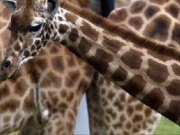 キリンの斑点には実は大きな意味がある！？