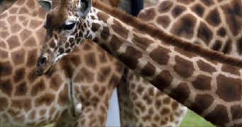 キリンの斑点には実は大きな意味がある！？