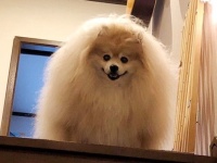これが小型犬...だと？　デッカすぎるポメラニアンに16万人驚がく「ラスボスでしかないフォルム」