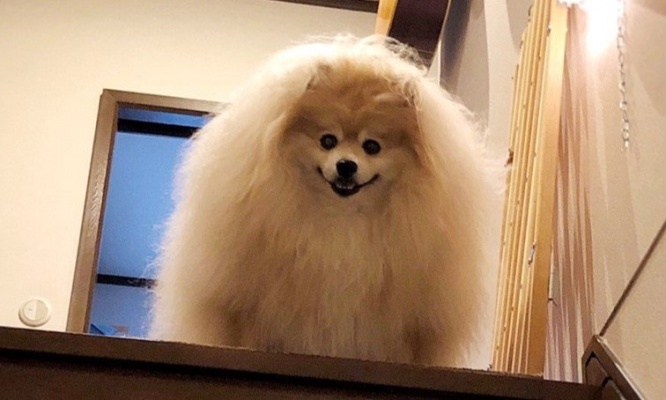 これが小型犬...だと？　デッカすぎるポメラニアンに16万人驚がく「ラスボスでしかないフォルム」