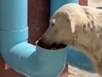 道行く野良犬のために。野良犬たちのご飯を食べる場所を設置した男性がいた！