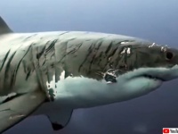 数々の死闘を切り抜けてきた。ホホジロザメの体に刻まれた無数の戦いの傷跡