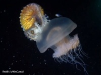 貝殻をもつタコ、アオイガイがクラゲをヒッチハイクする興味深い映像