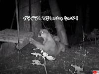 ピューマとて、しょせん大きな猫のようなもの。ブランコを揺らしてかわいく遊ぶ
