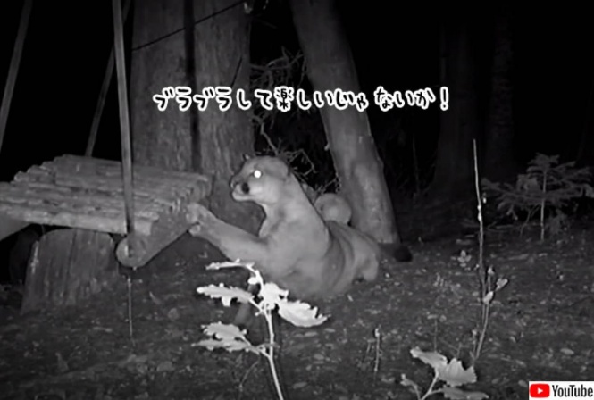 ピューマとて、しょせん大きな猫のようなもの。ブランコを揺らしてかわいく遊ぶ