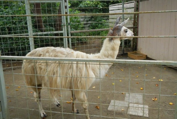 「ぞうの国」には他の動物もいる