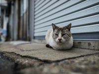 画像はイメージです（Ogino Masayukiさん撮影、Flickrより）