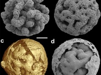 動物？非動物？判別不明の6億900万年前の多細胞生物「Caveasphaera」は生命の鍵を握るヒントとなるか？