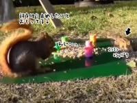 リス版トムとジェリーかな。餌をひとり占めしたいリスのとったコントみたいな行動