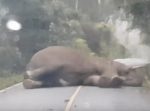 こんなん通れっこない…！　野生のゾウが道路でお昼寝タイム。
