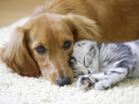 犬？　猫？　それともうさぎ？　男性が好きなのはどんなタイプの女性？