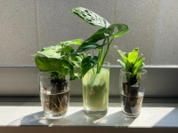 観葉植物を枯らしたことがある人こそトライ！　「＆Green」で3つの植物を1カ月育ててみて得られた、緑のある暮らしの“意外なメリット”