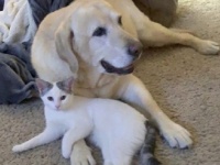老犬が生まれたばかりの子猫の親代わりに。種と年齢を超えた強い絆が結ばれる（アメリカ）