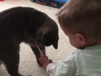 ​猫にキャンディを奪われて赤ちゃんギャン泣き！...と思ったら爆笑の展開へ