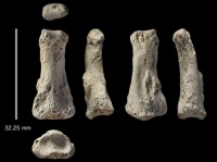 人類の移住史が書き換えられるのか？8万5000年前の人類の指の化石がサウジアラビアで発見される。