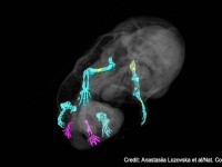 遺伝子操作で誕生した6本足のマウス、生殖器が2本の足に変化