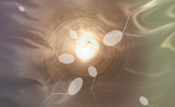 不妊と関連するかもしれない、まったく新しい構造の精子が発見される（米研究）