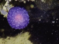 何この紫色のでかいコンペイトウみたいやつ。カリフォルニアの海底で謎の有機球体が発見される（アメリカ）