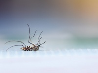 遺伝子組み換え蚊を7億5千万匹放つ計画、州に続き郡当局も正式承認、いよいよ実施へ（米フロリダ州）