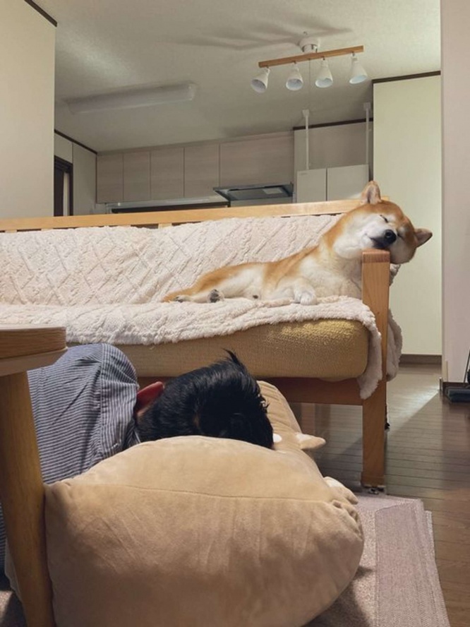 遊び疲れてスヤスヤ(しばわんこ(@48dogchat1mame2)さんの投稿より、再掲)
