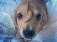 【続報】額に尻尾が生えたユニコーン子犬、ついに永遠の飼い主を見つける（アメリカ）