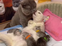 セロトニン大量補給。絵にかいたような幸せを満喫する猫の家族