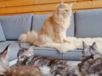 子猫たちに巣立ちのときが…！別れを前に落ち込むメインクーンの伯父ちゃん、子猫たちに逆に励まされる