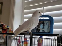 やっぱコミュ力高かった。インコは録画映像を見るよりビデオ通話を好む