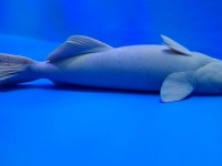 水族館の〝心配せざるを得ない魚〟に13万人注目　「これになりたい」「ある意味貴重なお姿」