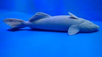 水族館の〝心配せざるを得ない魚〟に13万人注目　「これになりたい」「ある意味貴重なお姿」
