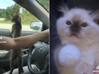 最初は1匹だけだった猫が、いつしか2匹になり3匹になり…NNNにロックオンされた飼い主の幸せな末路とは