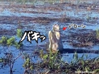ワニがドローンを食べた！近づいてきたドローンにかぶりつき、そのままガジガジ