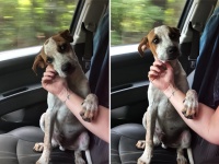 それでも人を信じたいの。ひどい虐待を受けていた犬が、保護された直後に見せた人間への愛（アメリカ）
