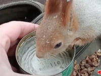 お水！まずはお水ちょーだい！リスが目指したのは、撮影者の持つお水だった