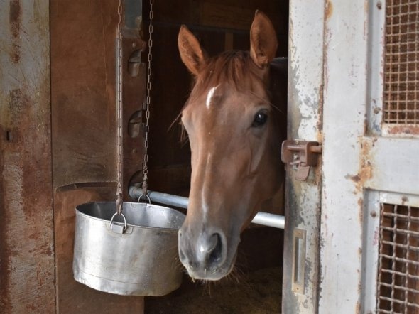 こちらを見つめる馬