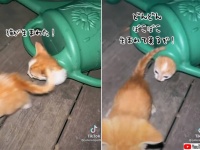 子猫がぼこぼこ生まれて来るぞ！世にも不思議なじょうろ