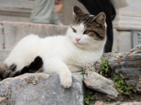 隣人の猫愛がすごい（画像はイメージ）