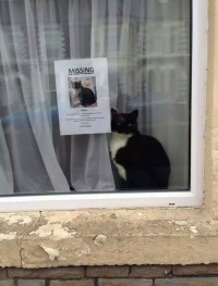 【笑！】「うちのネコ知りませんか」のポスターの横で見つかったネコ