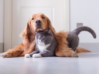 アメリカで犬や猫の里親ボランティアをしている人々は、それらにかかった諸経費を申告すれば税金控除されることに。