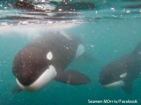 シャチ2頭が間近に接近して挨拶を！スイマーの夢が叶った瞬間