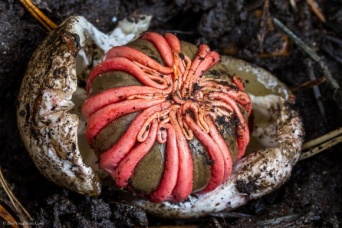 なんでそうなった？割とマジで見た目がヤバイ、だけどすごく面白い10のキノコ・菌類