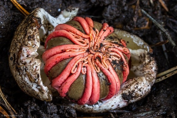 なんでそうなった？割とマジで見た目がヤバイ、だけどすごく面白い10のキノコ・菌類