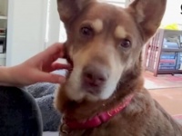 野良犬がコヨーテに虐められている？「心配でたまらない！」と保護した住人さん、里親として面倒を見る