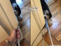 ママンのそれが欲しいんじゃい！トイレ中に降ろした下着を思いっきり引っ張る犬