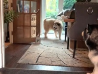 犬も猫も今はおうちでいっしょに遊ぼう！マラミュートのフェッチを邪魔する猫