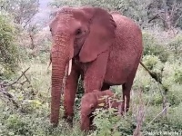 母を失い保護され野生に戻った象が、やさしくしてくれた施設スタッフに我が子を見せに戻ってきた！